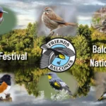 Balcones-Songbird-Festival_Desktop_ET