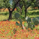 Bellville-TX-Featured-Image