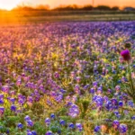 Chappell-Hill-Texas-Feature-Image