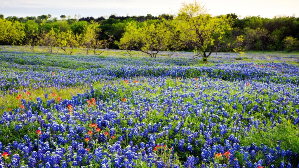 Schulenburg-Texas-Featured-Image