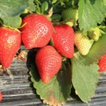 Sweet-Berry-Farm_Desktop_ET