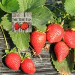Sweet-Berry-Farm_Mobile_ET