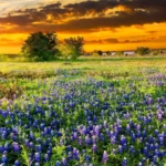 Brenham-Texas-Relocation-Guide