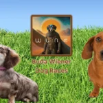 Buda-Wiener-Dog-Races_Desktop_ET
