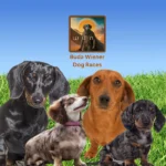Buda-Wiener-Dog-Races_Mobile_ET