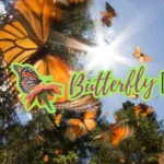 Butterfly-Blitz_Desktop_ET