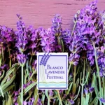 Blanco-Lavender-Festival_mobile_ET