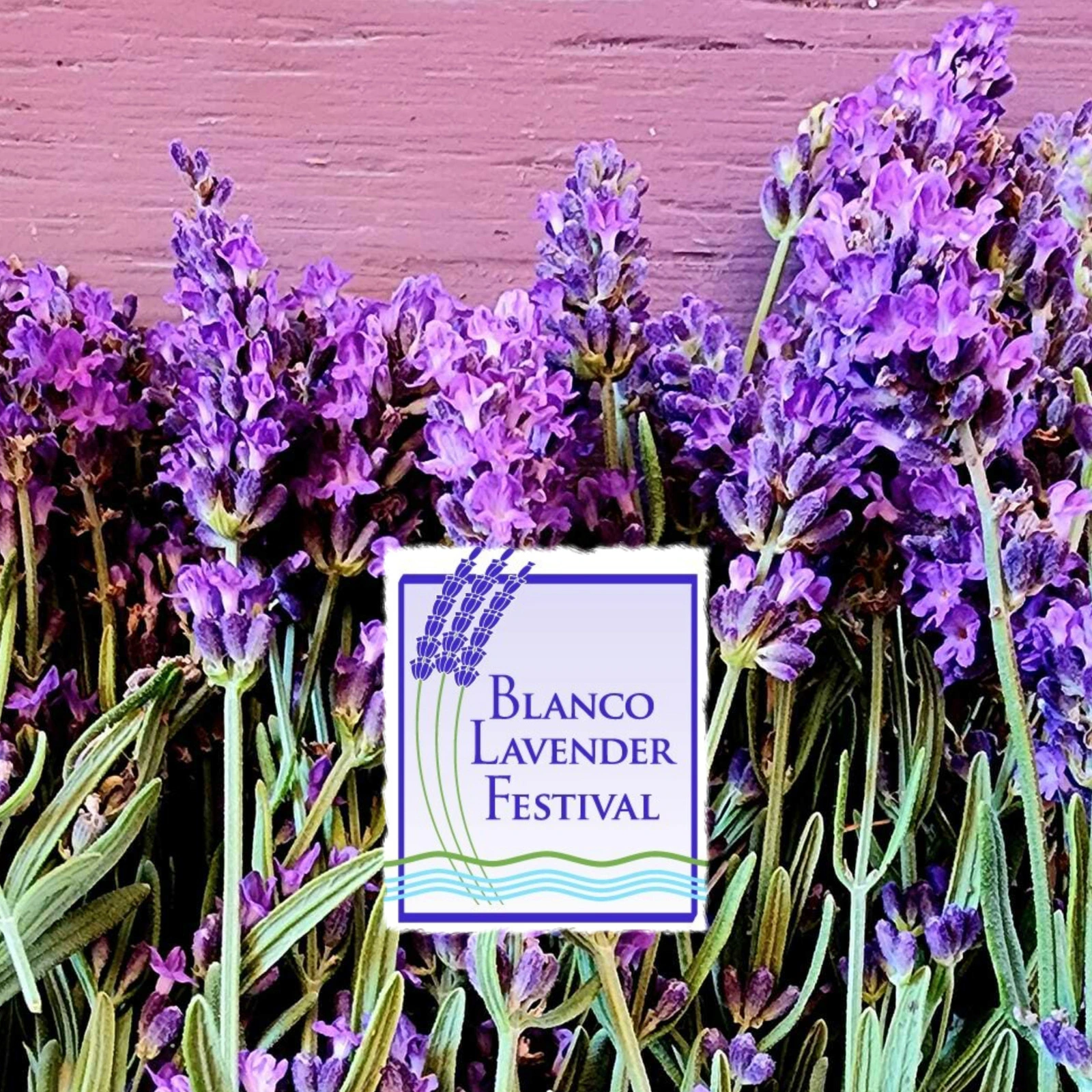 Blanco-Lavender-Festival_mobile_ET
