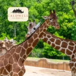 Caldwell-Zoo_Mobile_ET