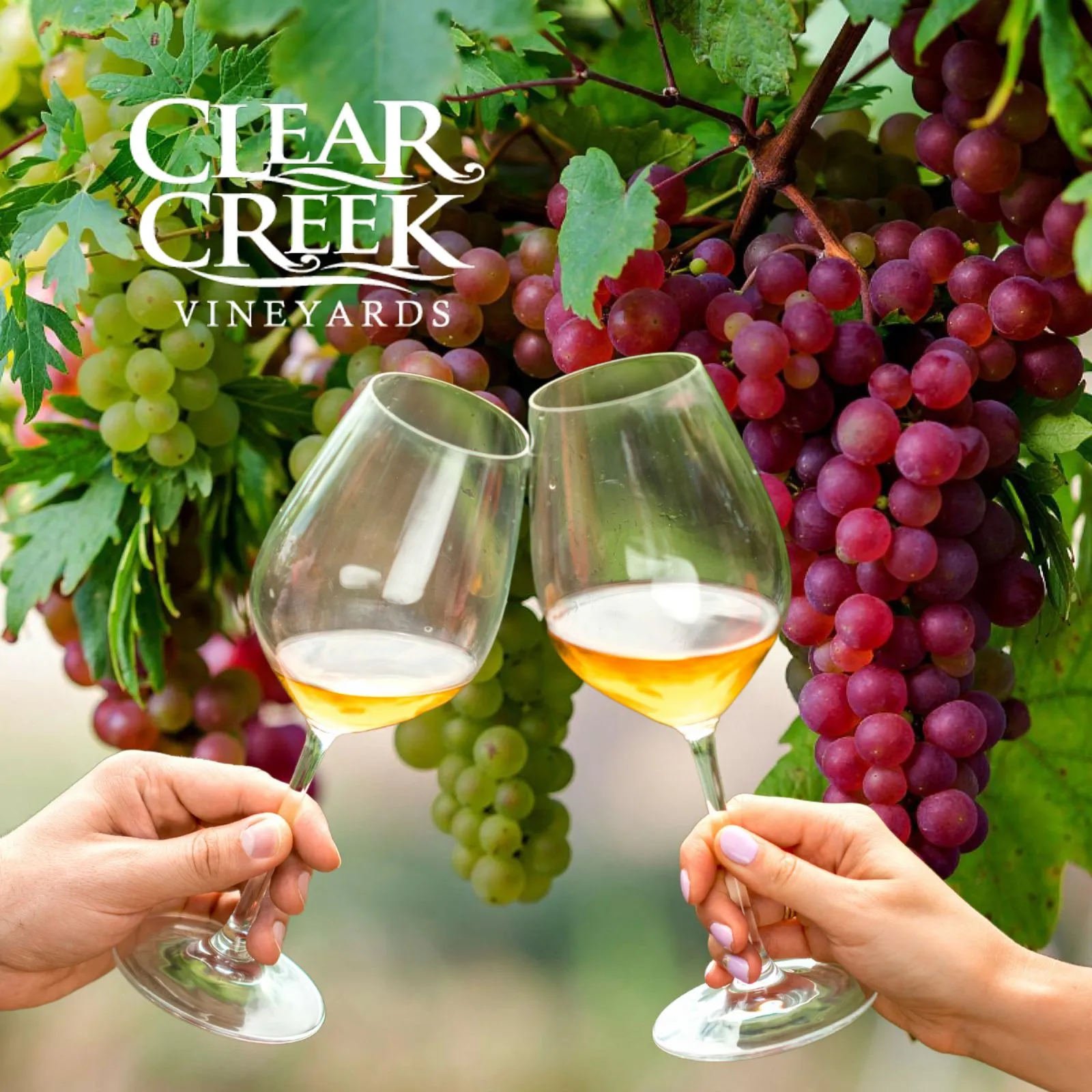 Clear-Creek-Vineyards_Mobile_ET