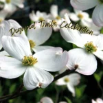 Dogwood-Trails-Celebration_Mobile_ET