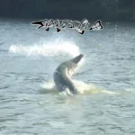 Garsilla-Guide-Service_DMobile_ET