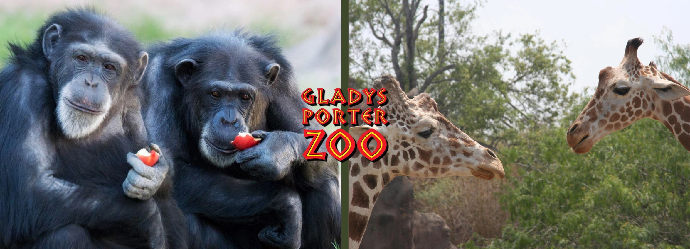 Gladys-Porter-Zoo_Desktop_ET