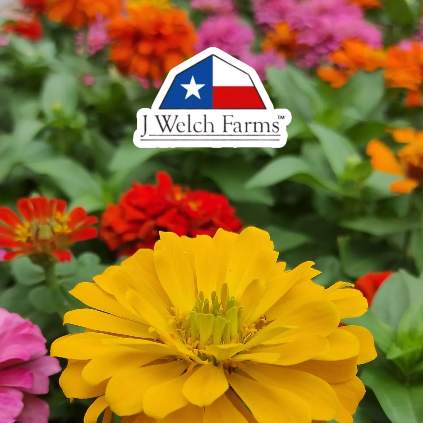 J-Welch-Farms_Mobile_ET