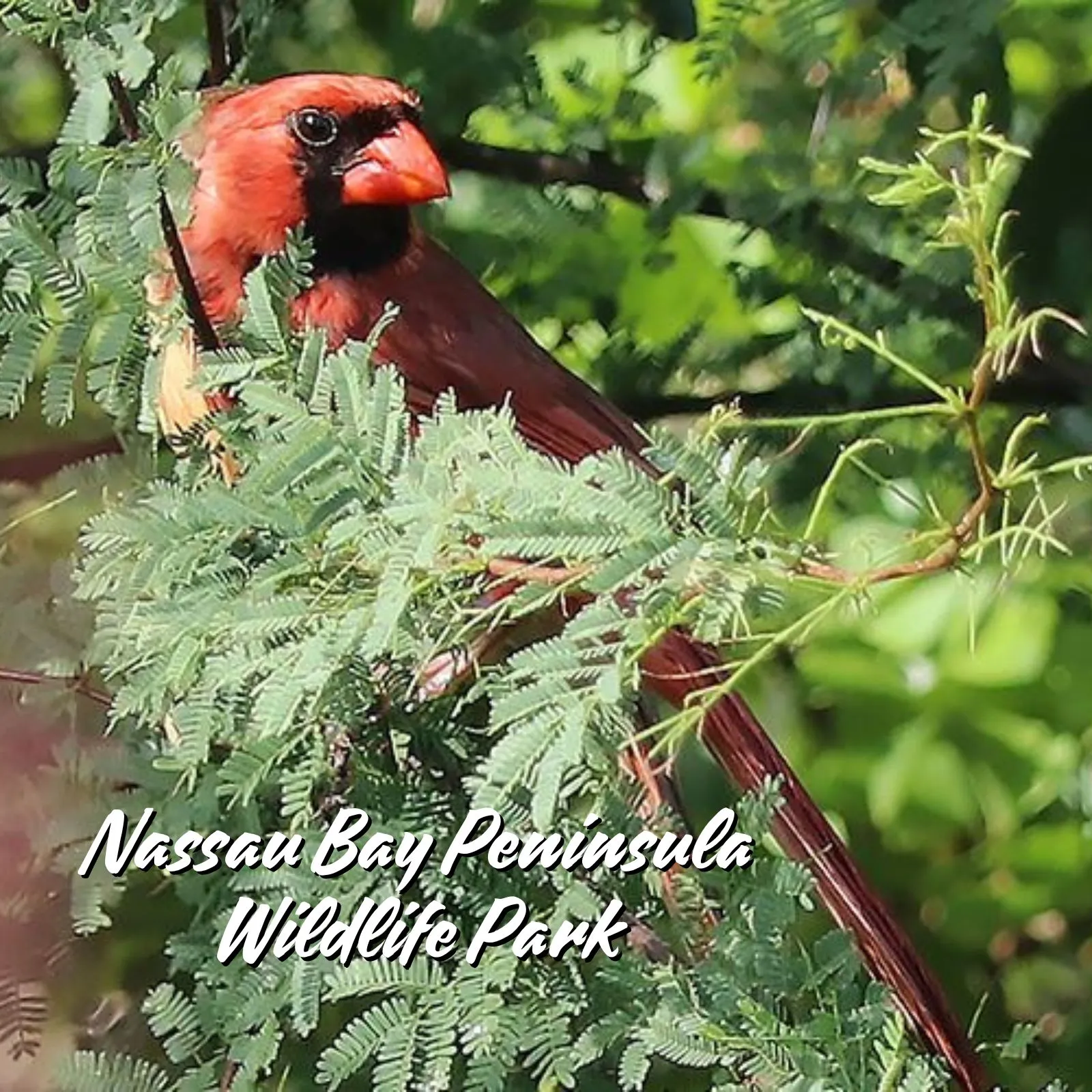 Nassau-Bay-Peninsula-Wildlife-ParK_Mobile_ET