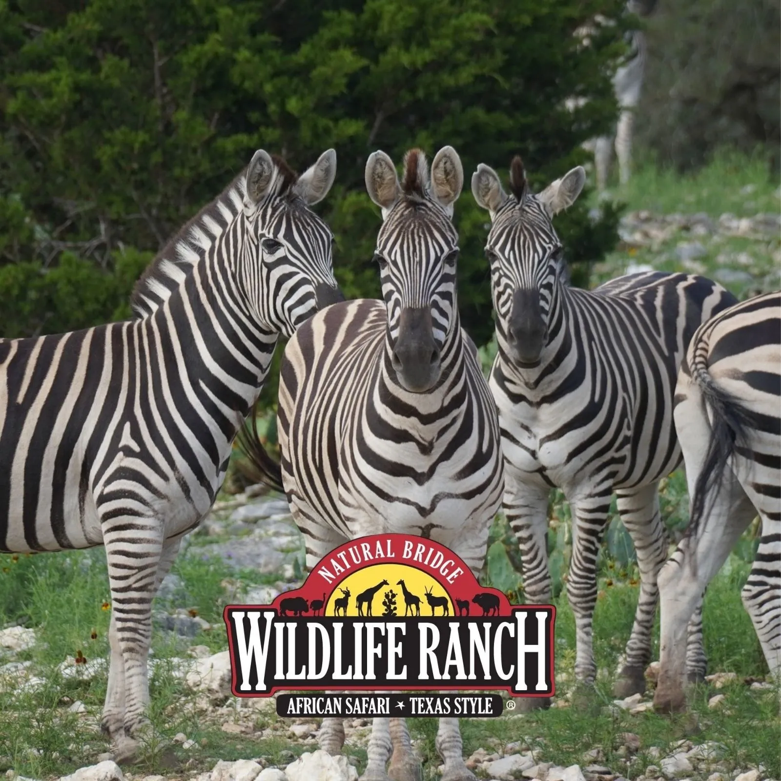 Natural-Bridge-Wildlife-Ranch_Mobile_ET