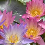 San-Angelo-International-Waterlily-Collection_Desktop_ET