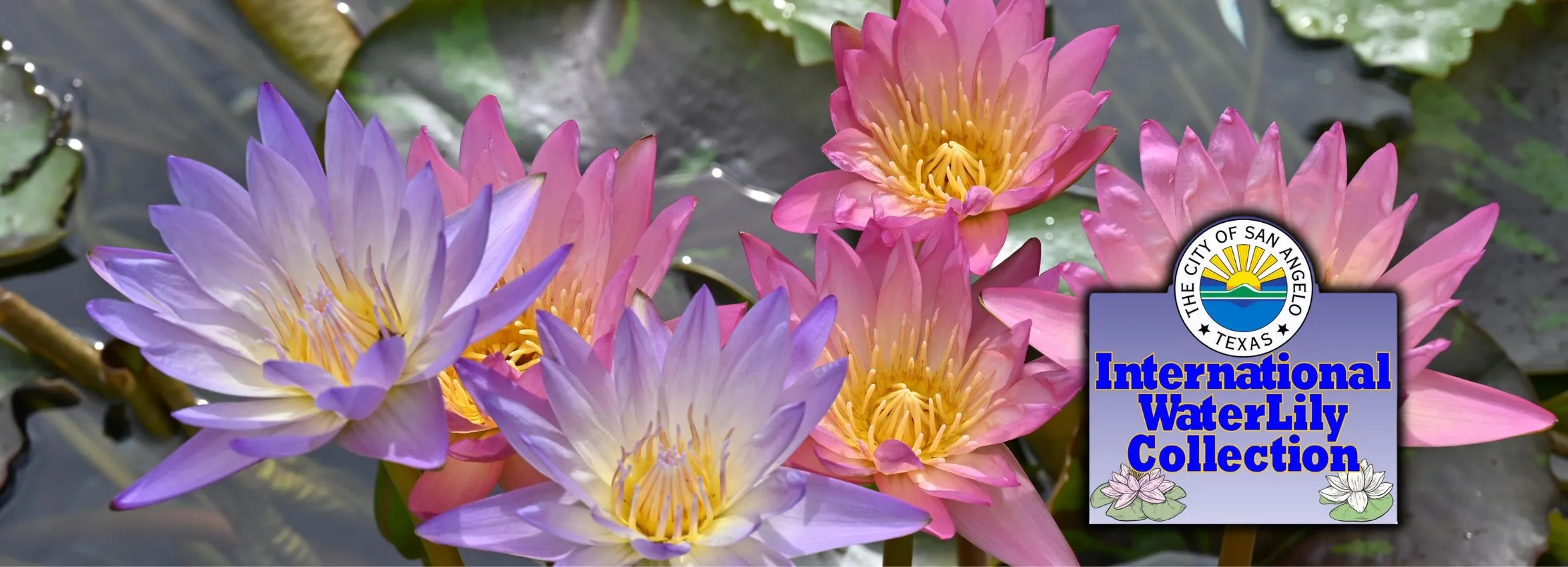San-Angelo-International-Waterlily-Collection_Desktop_ET