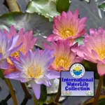 San-Angelo-International-Waterlily-Collection_Mobile_ET