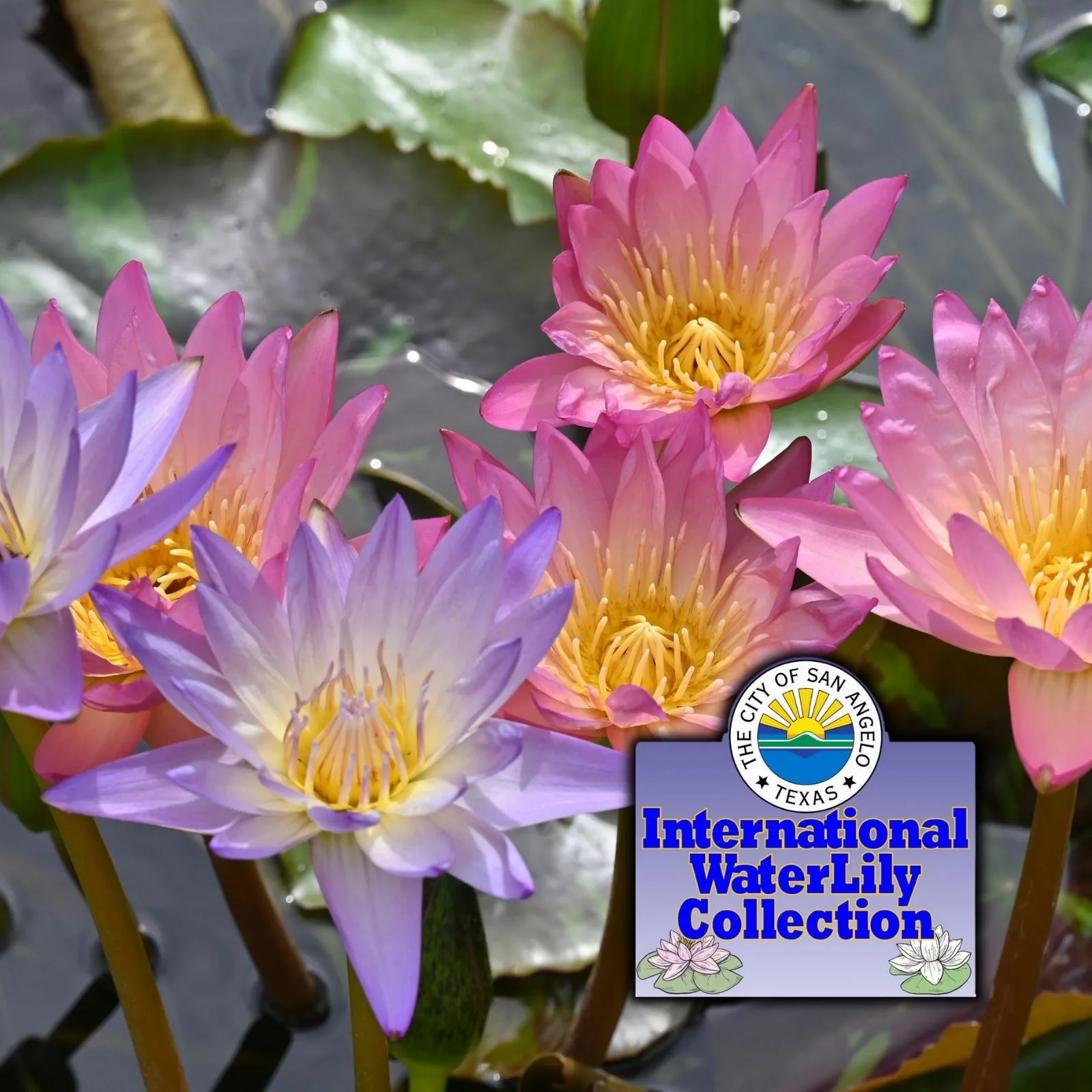 San-Angelo-International-Waterlily-Collection_Mobile_ET