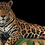 Texas-Zoo_Desktop_ET