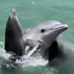 The-Original-Dolphin-Watch_Desktop_ET