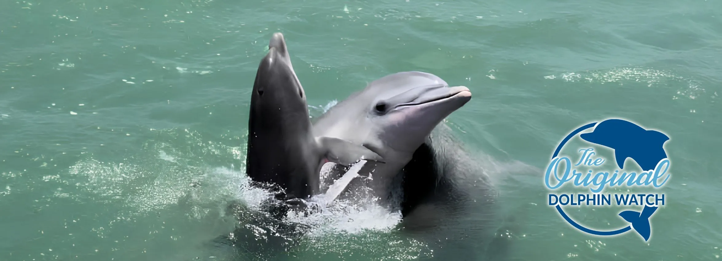 The-Original-Dolphin-Watch_Desktop_ET