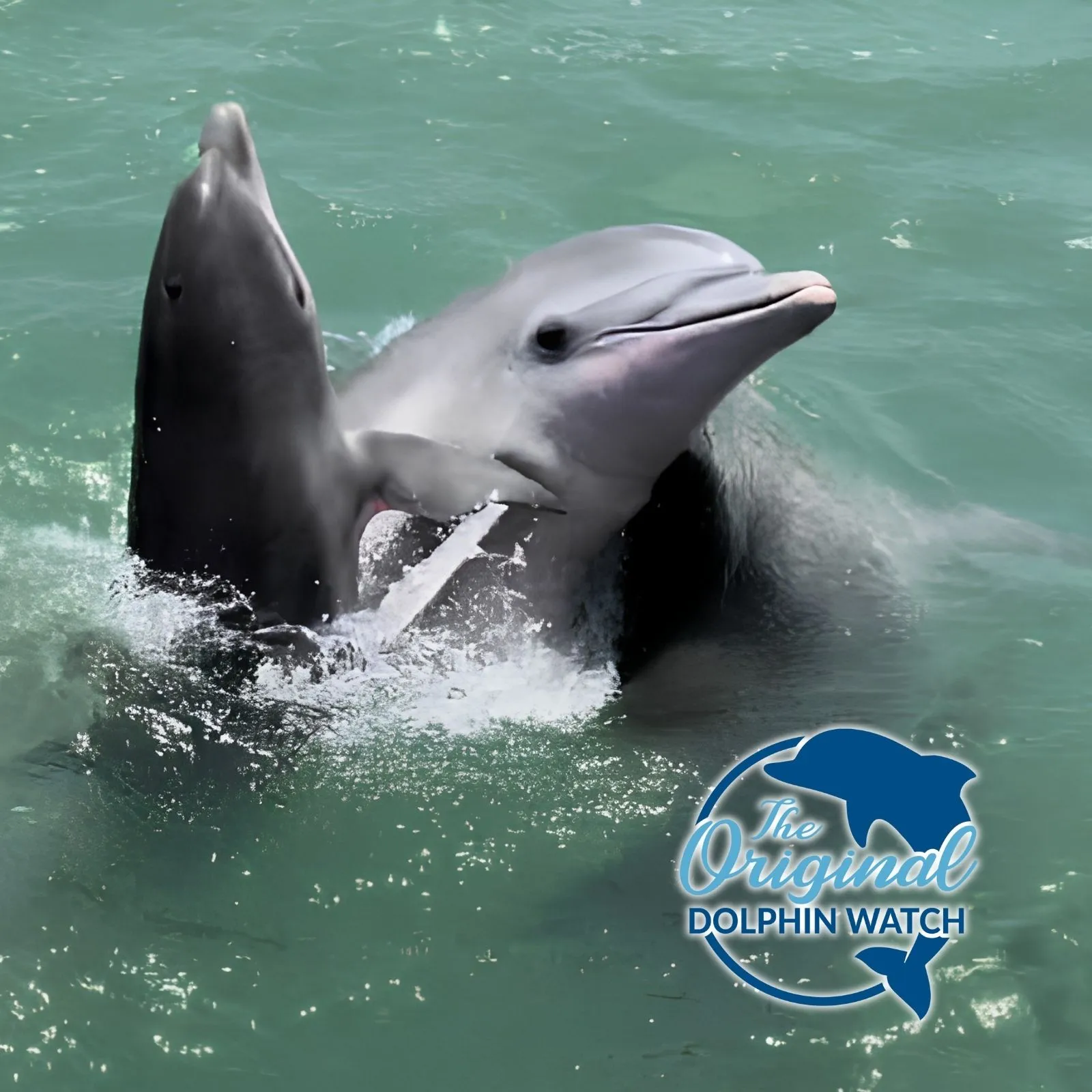 The-Original-Dolphin-Watch_Mobile_ET