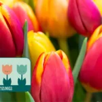 Tulipalooza_Desktop_ET