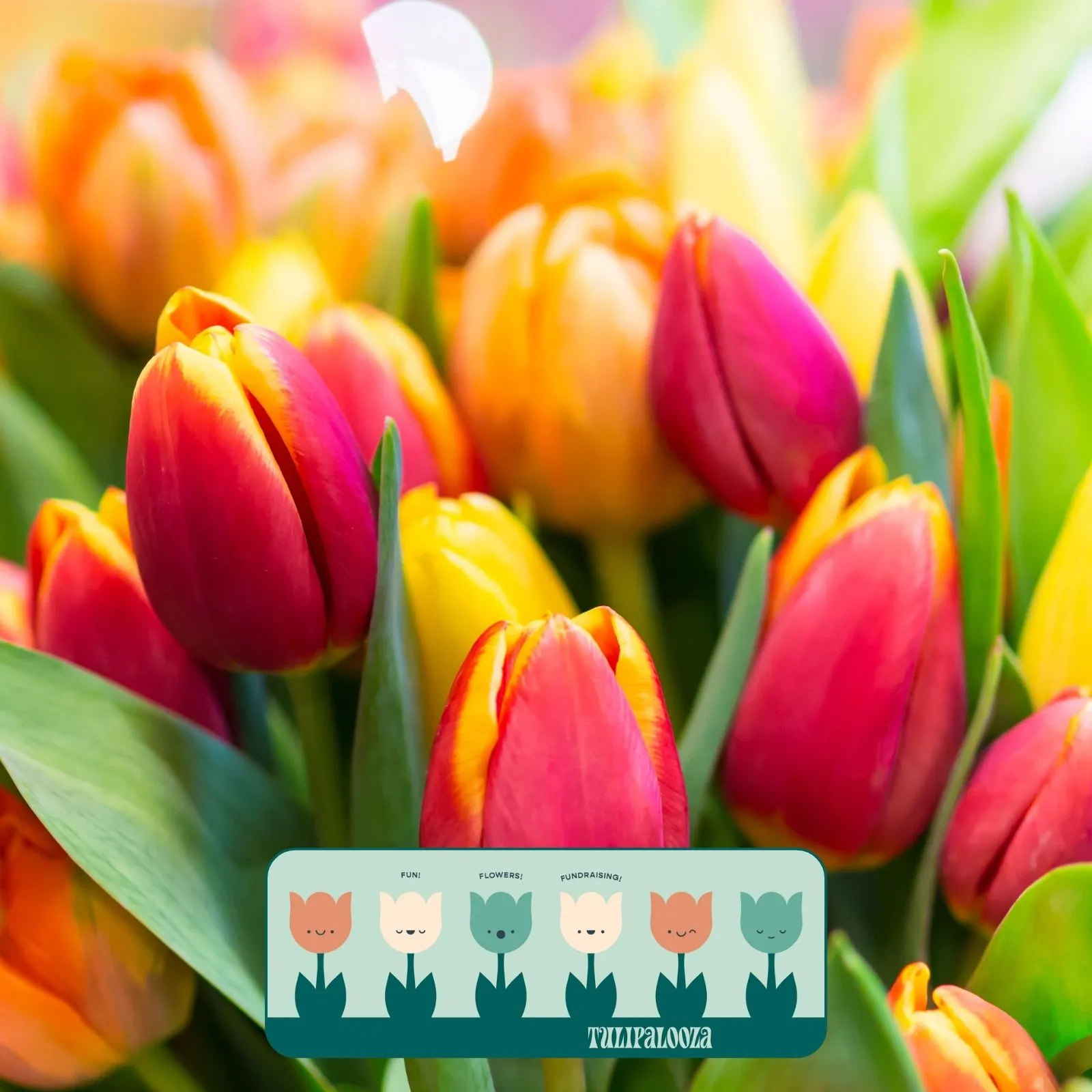 Tulipalooza_Mobile_ET