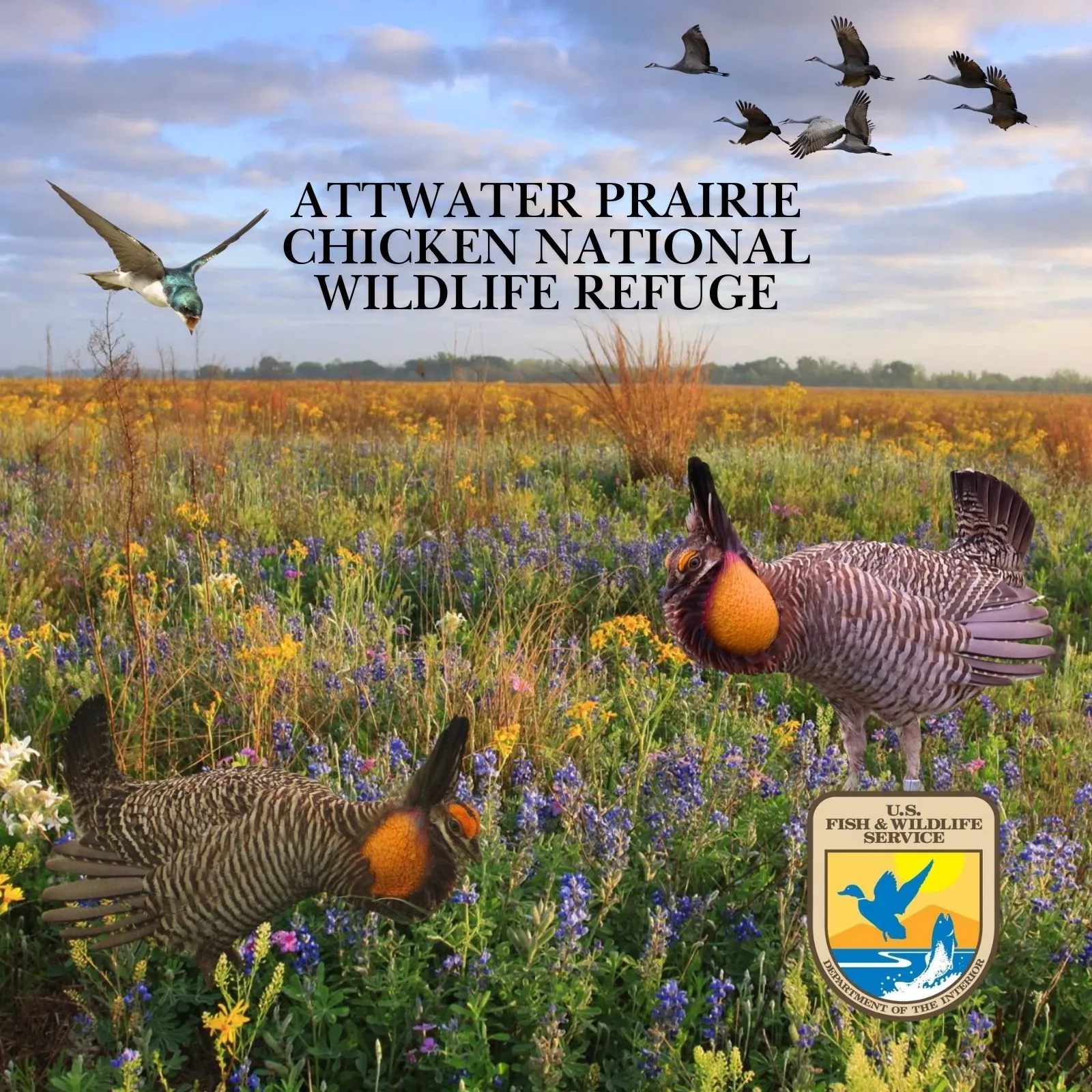 Attwater-Prairie-Chicken-National-Wildlife-Refuge_Mobile_ET