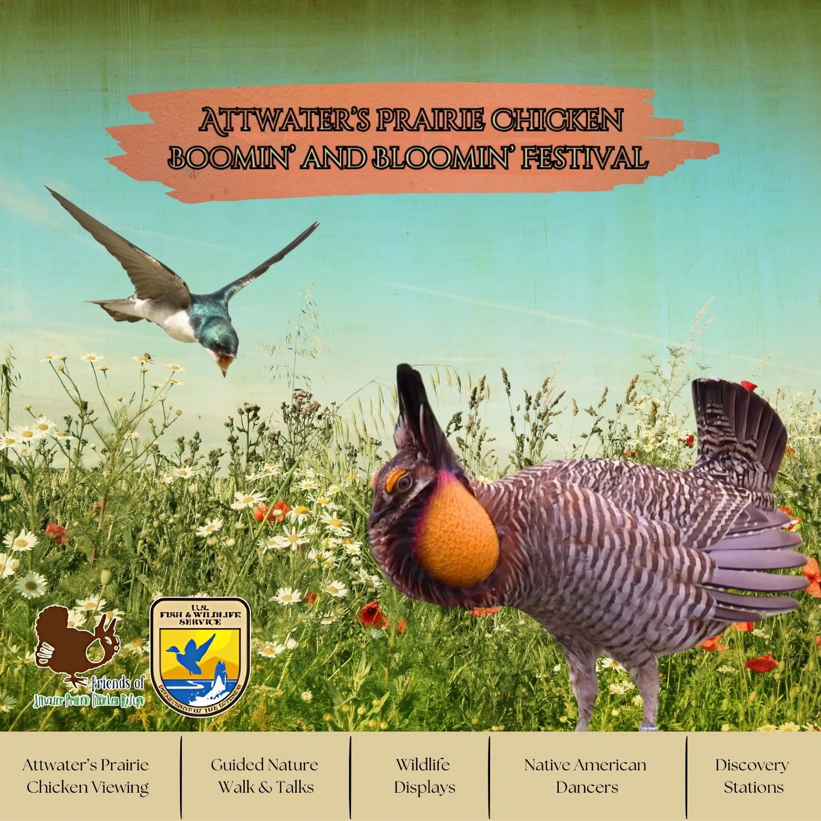 Attwater’s-Prairie-Chicken-Booming-and-Blooming-Festival_Mobile_ET