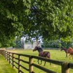 DBL-Real-Estate_Desktop_ET