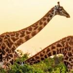Ellen-Trout-Zoo_Desktop_ET