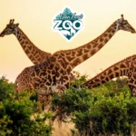 Ellen-Trout-Zoo_Mobile_ET