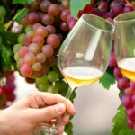 En-Gedi-Vineyards_Desktop_ET