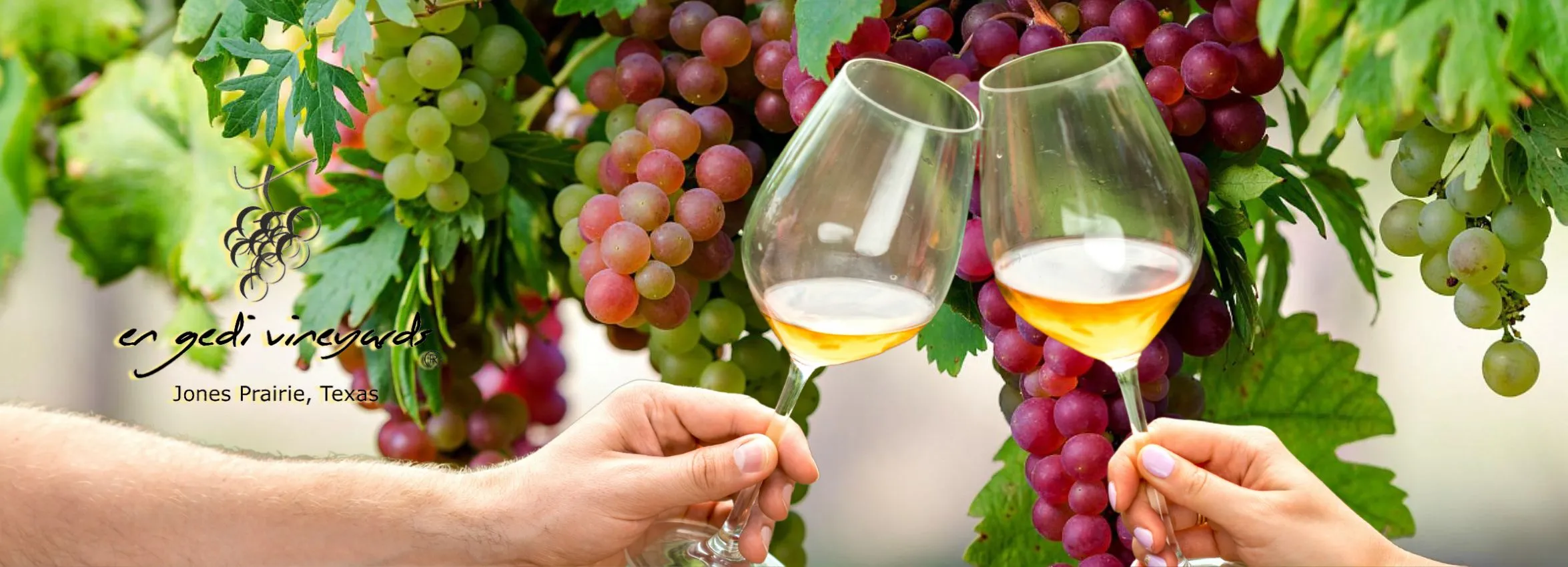 En-Gedi-Vineyards_Desktop_ET