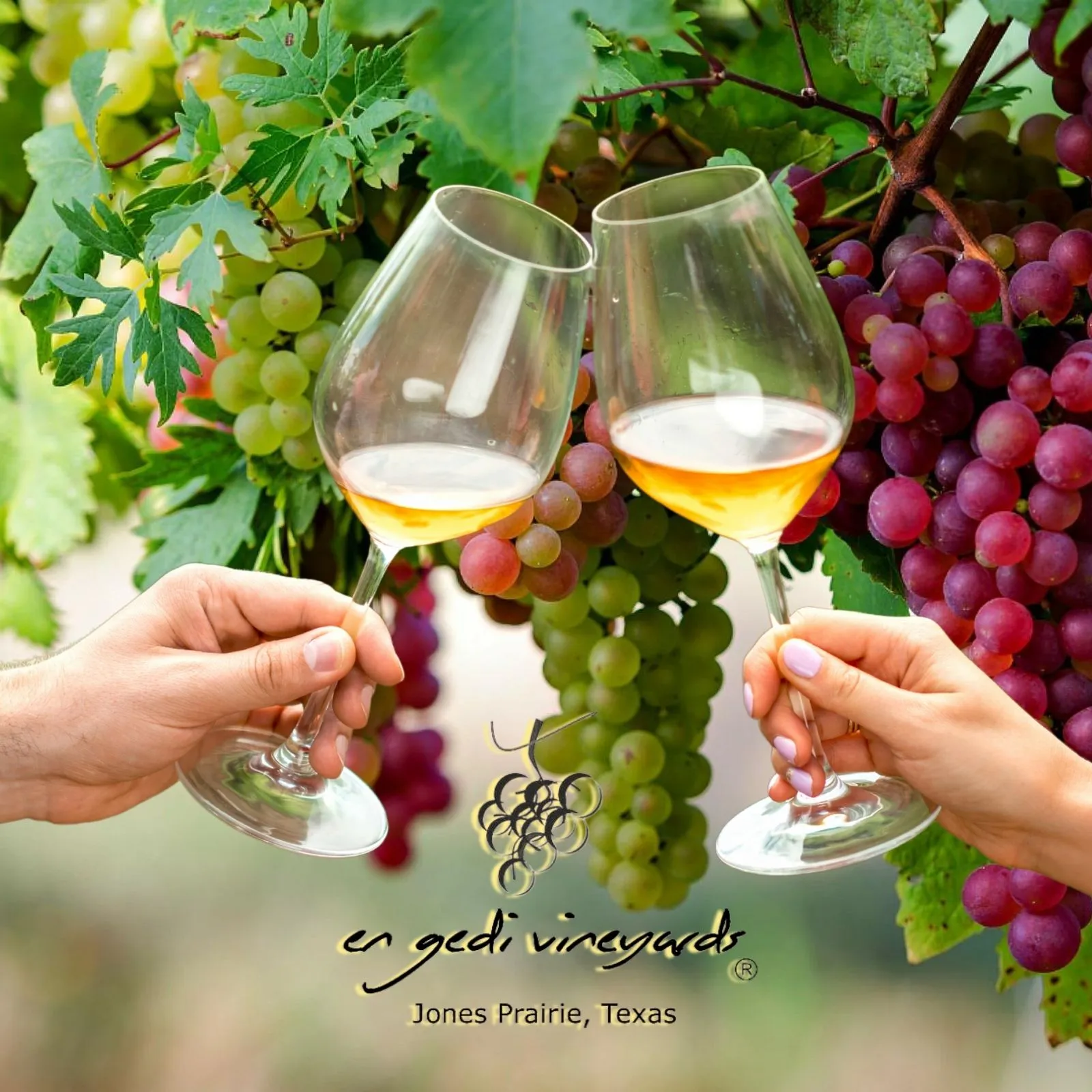 En-Gedi-Vineyards_Mobile_ET