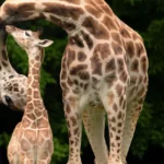 Fort-Worth-Zoo_Desktop_ET