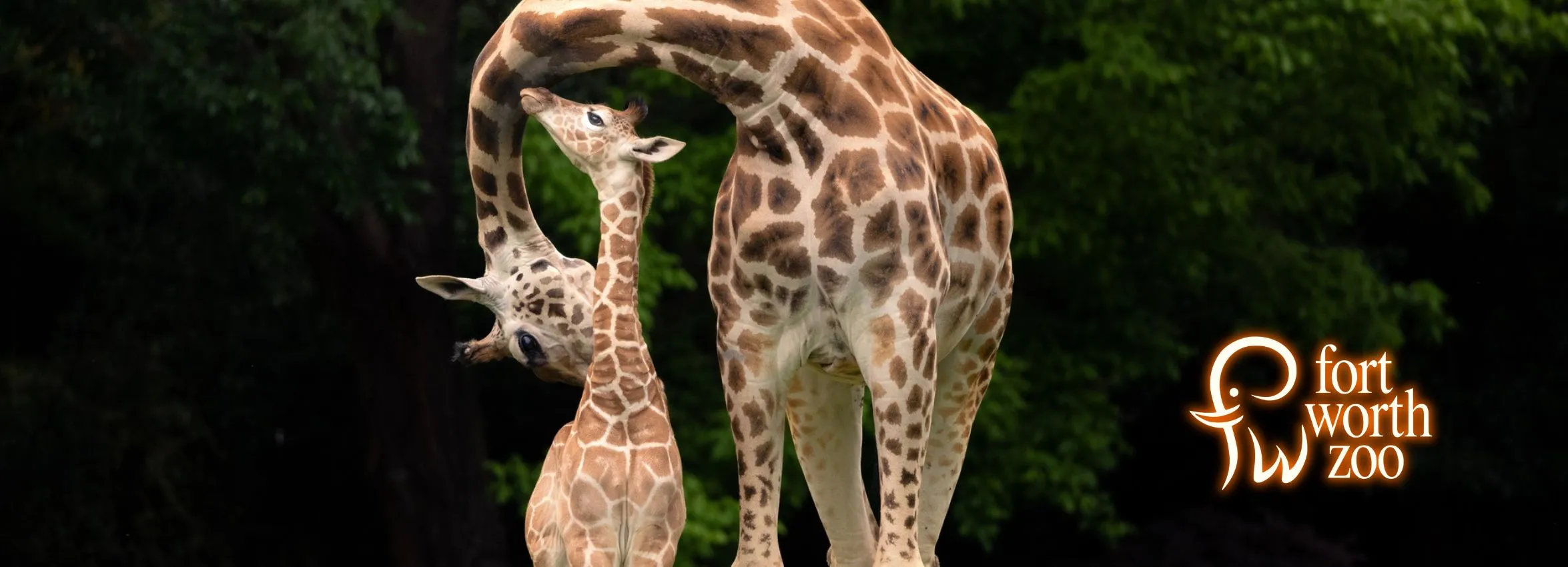 Fort-Worth-Zoo_Desktop_ET