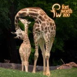 Fort-Worth-Zoo_Mobile_ET