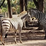 Franklin-Drive-Thru-Safari_Desktop_ET