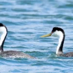 Gulf-Coast-Bird-Observatory_Desktop_ET
