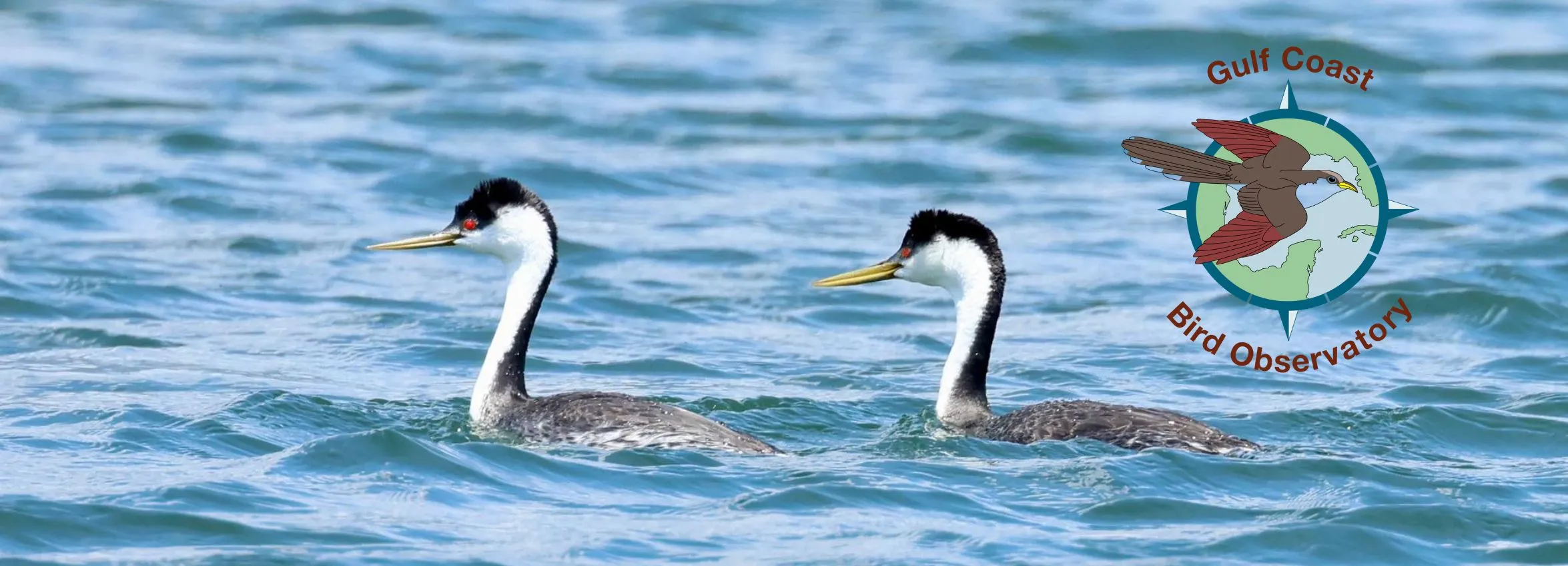 Gulf-Coast-Bird-Observatory_Desktop_ET