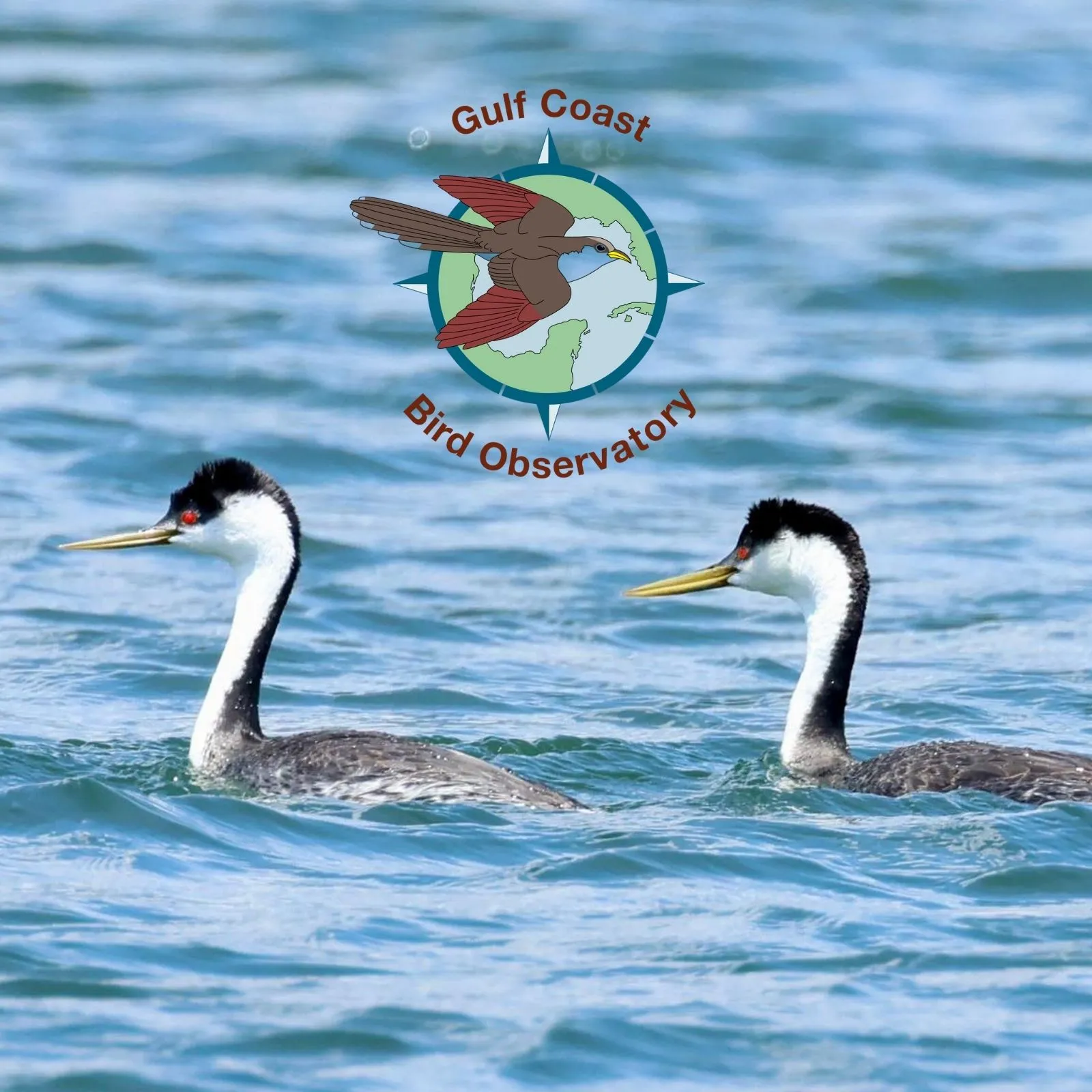 Gulf-Coast-Bird-Observatory_Mobile_ET