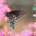 Heard-Natural-Science-Museum_Desktop_ET