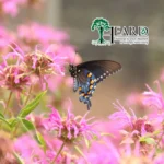 Heard-Natural-Science-Museum_Mobile_ET