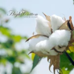 High-Cotton-Home-Design_Mobile_ET