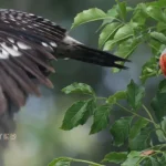 Houston-Arboretum-and-Nature-Center_Desktop_ET