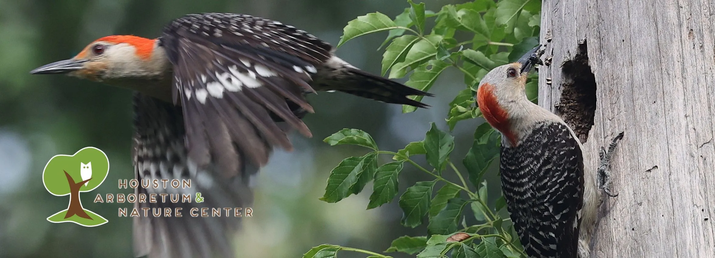 Houston-Arboretum-and-Nature-Center_Desktop_ET